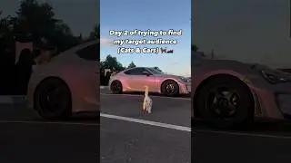 interact to stay on Cats & Cars YT #86brz #cats #cars #brz #frsbrz86