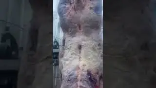 Быки на мясо