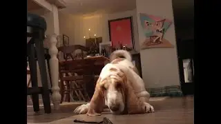 My Basset Hound dog Vincent playing with the GoPro.