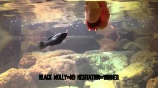 First Fish Feeding