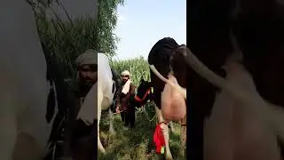 Biggest Beautiful Cows in Sargodha at Madina Dairy Farm #Cows #BiggestCows #CowsShorts