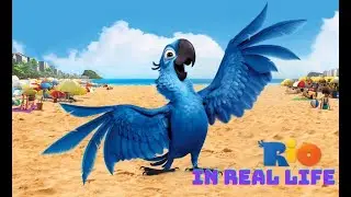 Cartoon RIO in real life