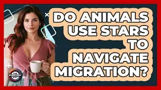 Do Animals Use Stars To Navigate Migration? - The Everyday Why