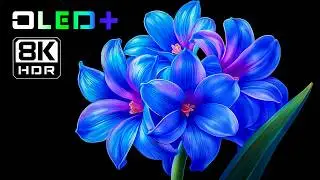 OLED DEMO – Beautiful Blossoming Flowers in 8K HDR | Dolby Vision™