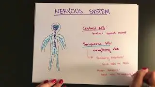 SAT Biology: Nervous System & Endocrine System
