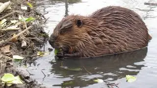 Two beavers talking to each other ... turn it up to hear how they communicate