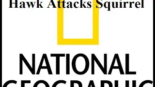 National Geographic: Hawk Attacks Squirrel