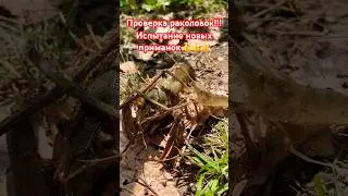 Проверка раколовок. Испытание новых приманок. Ловля раков на 7 раколовок и семь приманок👍👍👍