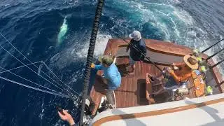 Marlin in Cape Verde five for 5 on the day