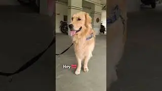 I woof you❤️ #pixel #video #viral #furry #love #dog #shorts  #goldenretriever #ytshorts #cutness #yt
