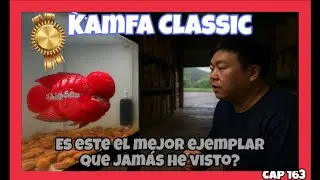 KAMFA CLASSIC, ha logrado su MAXIMO ESPLENDOR este PEZ HIBRIDO?  El más ESPECTACULAR que he visto?