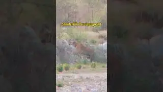 Tiger sighting #sunderkhal Village #jim #tiger ￼#sorts Video ￼#tiger live hunt#wildlife