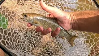 Fly Fishing Michigan&rsquo;s Little Two Hearted River - Wild Rainbow & Brook Trout