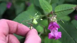 Impatiens glandulifera