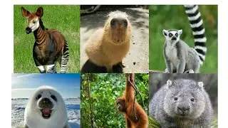 List of 50 forest animals. Easy way to learn names of forest animals.