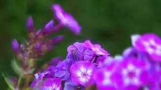 Phlox HD Relax