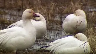 NC Wildlife Relaxation Reel - December 6, 2022: Large Winter Waterfowl