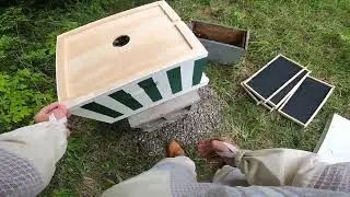 Nuc Colony Transfer 2025 GoPro