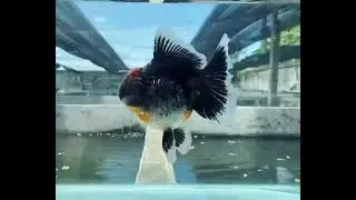 beautiful shape high quality oranda