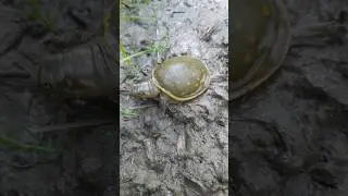 #viral #turtle #pets #shortsfeed #cute #kachua
