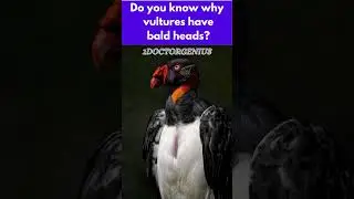 Why vultures have bald heads?  1DoctorGenius SMARTRIVIA @C@R
