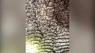 Terrifying Footage Of Huge Wasp Nest Woman Returned Home To Find On Bedroom Ceiling