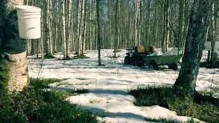 Tapping Birch Trees