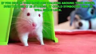 IS IT GOOD OR NEGATIVE TO DREAM OF RATS, HERE I TRY TO EXPLAIN IT TO YOU