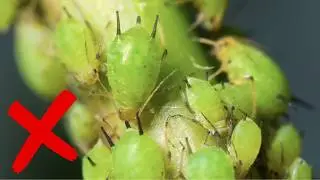 Top Companion Plants That Repel Aphids Naturally [Wish I Knew Sooner!]