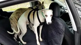 Tesla dog mode review