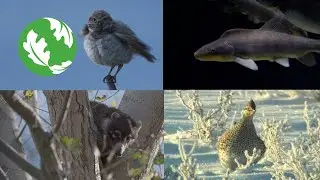 Preserving the Incredible Wildlife of the Colorado River Basin