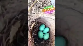 Bluest Robin Eggs #youtuber  #trending #robin #egg #spring #farming #youtube #cute