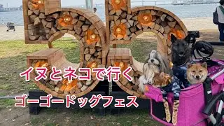 イヌネコとゴーゴードッグフェスに皆んなで行ってきました！#ゴーゴードッグフェス#甲斐犬#ベンガル