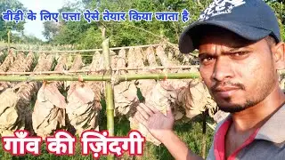 bidi ke liye patta tyar kaise kiya jata hai || बीड़ी का पत्ता  कैसे तियार की किया जाता है#viral#bidi