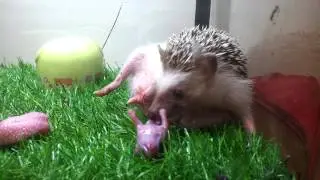 Hedgehog giving birth