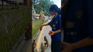 Girl Feeding Apple to Monkey 🍎🐒 | Funny Animal Moment USA