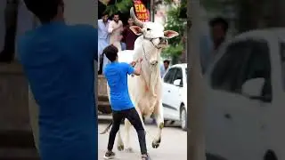 Watch the stunning Pure White Sibbi Bull  🐂 #shorts #cowmandi2025karachi #cowvideos