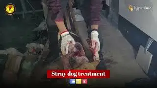 Street dog treatment by WE animals Tezpur (Trigger Warning: Graphic Content)