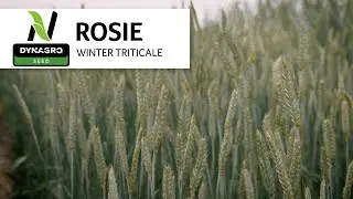 Rosie Triticale is a Strong Choice For Winter Forage