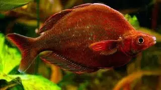 Scarlet Rainbow community tank #fishroom #update