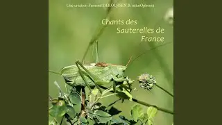 Uromenus brevicollis