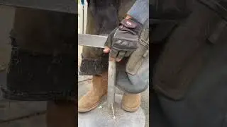 Healthy horse hooves. Wild vs captivity
