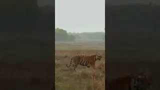 Tiger running|king|Wow super sighting 🔥|#shortvideo #viral #injoy #sanctuary