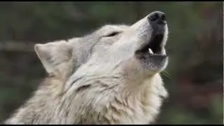 Wild World Of Animals Sound Effects Library