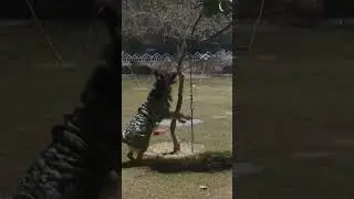 #fun #funnyvideo #dog #gsds #germanshepherd #pets #laugh #supremecourt #judgments #petlover #love