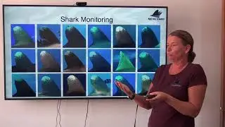 Part 6: Shark Monitoring