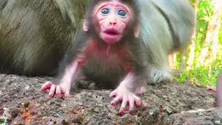 “Oh God! You Won't Believe How Adorably Cute This Baby Monkey Is! 🐒❤️”