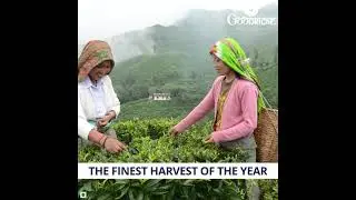 Margaret's Hope -Single Estate Exclusive Darjeeling Tea