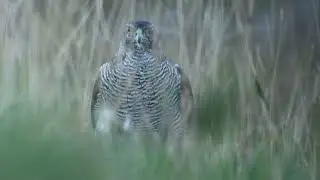 Dueh&oslash;g (Accipiter gentilis), K&aelig;rby, Bornholm 22/09/2022