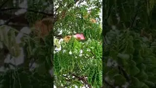 গোলাপি শিরিষ/কড়ই/সৃষ্টি কড়ই ফুল(Lebbeck, Lebbek Tree, Flea Tree,Frywood,Koko,Woman's tongues Tree)
